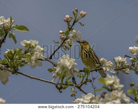 A Beautiful Male Cape May Warbler Forages For Food In Some Spring Apple Blossoms During Its Northwar