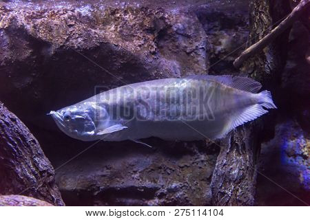 underwater photography of a fish swimming in freshwater aquarium