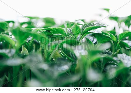 Green Leaves On A Young Pepper On A White Background.