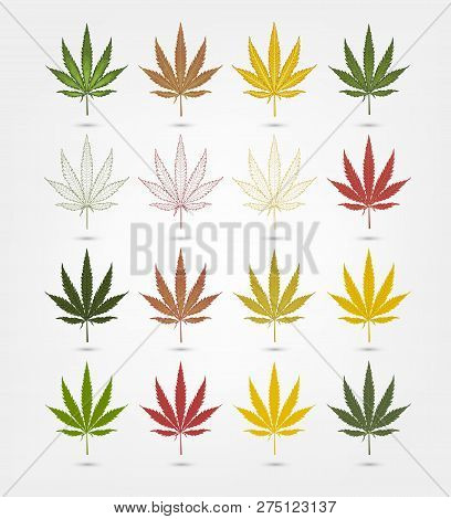 Big Set Of Realistic Marijuana Leaf. Cannabis Plant.