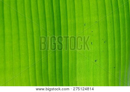 Close Up A Vein Pattern Of Green Banana Leaves For Background Texture