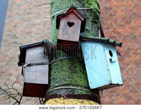 Wooden Handmade Nesting Boxes Attached To A Tree, One Nest Box Has A Heart Symbol As A Entrance