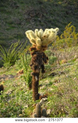 Kaktusy Cholla