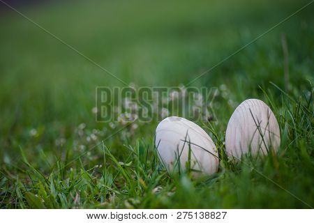 Two White Easter Eggs With A Branch Of Apricot In Green Grass. Easter Background. Search For Eggs At