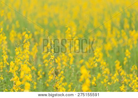 Yellow Flower Of Sunn Hemp, Indian Hemp Flower Field, Madras Hemp Or Crotalaria Juncea Is A Tropical