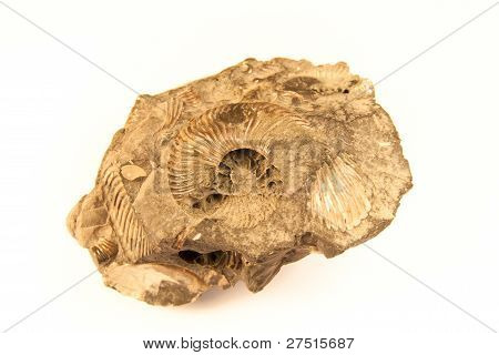 Shell fossile