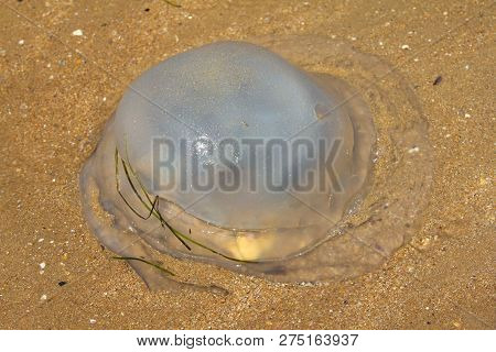 Jellyfish At The Beach. It Has Vermicular Filaments With Venomous Stinging Cells That Cause Painful 