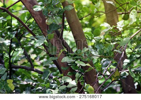 Bergamot Kaffir Tree, Bergamot Kaffir Growth In Farm Nature, Bergamot Kaffir Plantation For Spice Ve