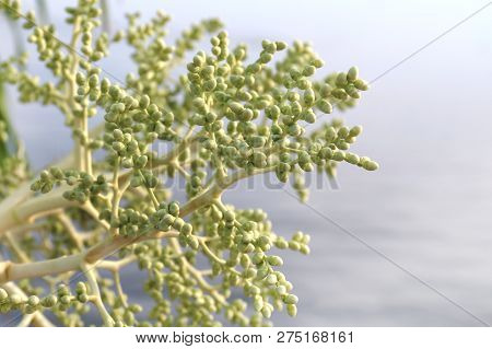 Betel Nut Flower, Areca Palm Botanic Flower Green, Areca Nut Or Betel Nut Flower Nature Bio Diversit
