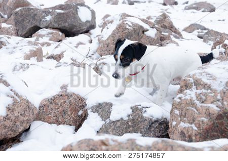 Jack Russell Terrier.the Dog Walks On A Deserted Stone Beach. Mental Health Of A Lonely Dog