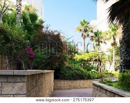 Residential Buildings And Surrounded With Green Plants In  Rishon Le Zion.