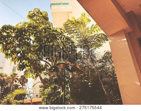 Residential Buildings And Surrounded With Green Plants In  Rishon Le Zion.