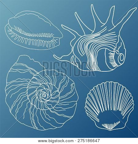 Collection Of Realistic Sketches Various Mollusk Sea Shells Different Forms.