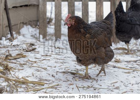 Black Chicken On A Winter Snowy Rural Yard