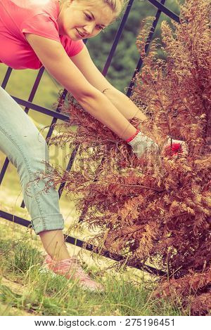 Woman Gardener Removing And Pulling Withered Dried Thuja Tree From Her Backyard. Hard Yard Work Arou