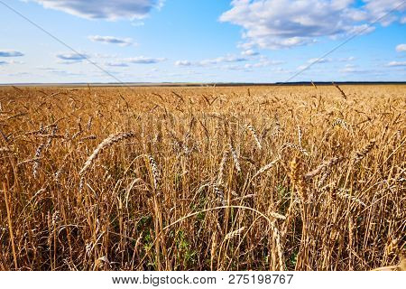 Сereal Fields.
Сereal Fields. Cloudy Sky Over Golden Field.