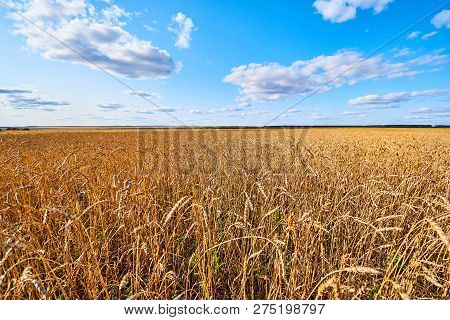 Сereal Fields.
Сereal Fields. Cloudy Sky Over Golden Field.