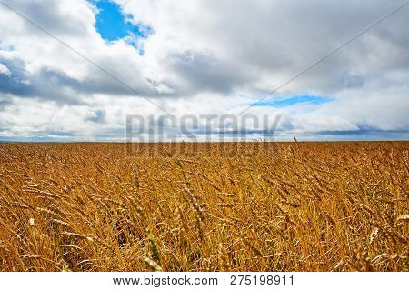 Сereal Fields.
Сereal Fields. Golden Wheat Field With Blue Sky In Background.