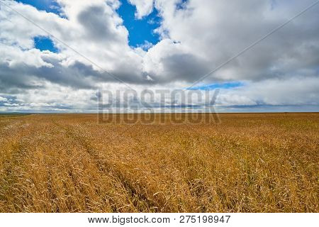 Сereal Fields.
Сereal Fields. Golden Wheat Field With Blue Sky In Background.