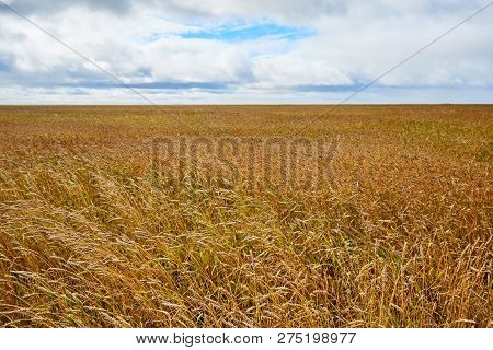 Сereal Fields.
Сereal Fields. Cloudy Sky Over Golden Field.