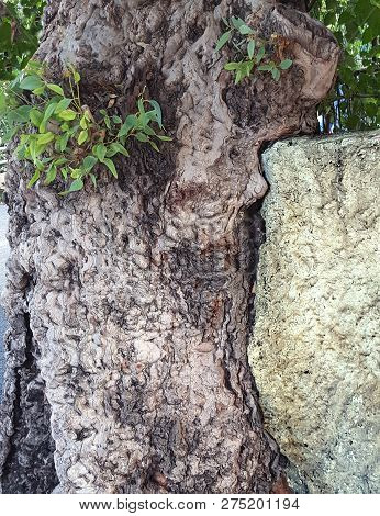 Tree Trunk Destroying A Concrete Fence Panel Over A Period Of Time.