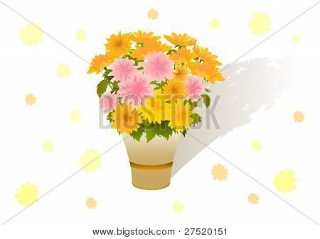 Asters.eps kimpussa