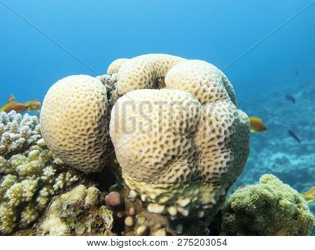 Colorful Coral Reef At The Bottom Of Tropical Sea, Great Favites Coral, Underwater Landscape