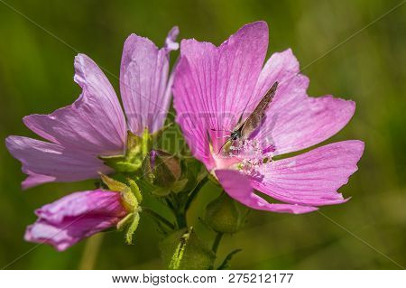 Mauve Mallow Flower, Malva Alcea, Growing In A Meadow, Blue Butterfly Sitting On Petals, Close Up Im