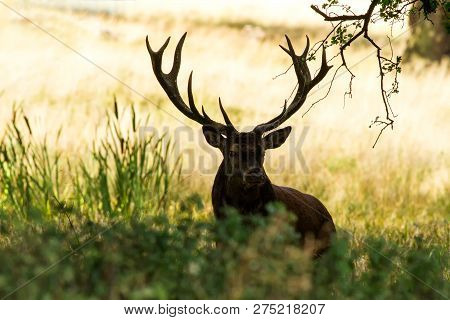 Male Red Deer (cervus Elaphus) With Huge Antlers During Mating Season In Denmark, Mating Season, Maj