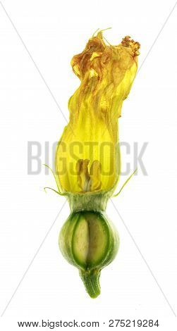 View Of A Dissected Pumpkin Female Flower, Or Pistillate, With Petals, Corolla, Stigma, Style, Ovary