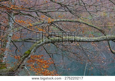 Focus In Tree On Wood, Plitvice Croatia
