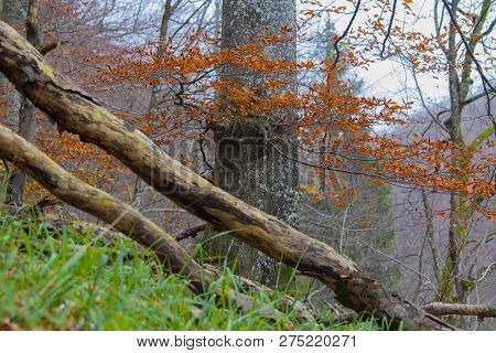 Focus In Tree On Wood, Plitvice Croatia