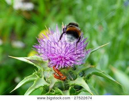Beez