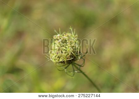 Field Plant Close-up, A Background Is Blurry