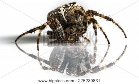 Araneidae Garden Spider On The Black Background Close Up