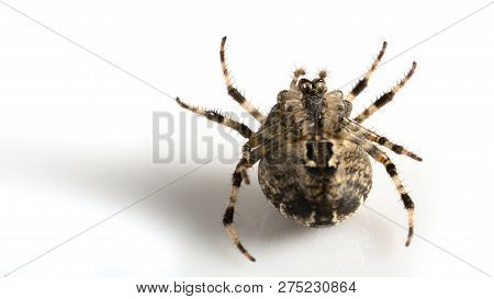 Araneidae Garden Spider On The Black Background Close Up