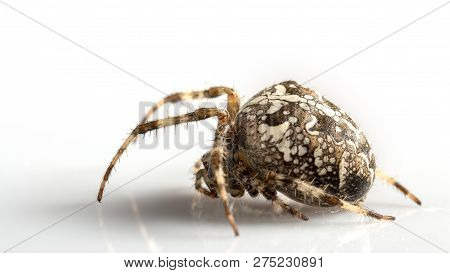 Araneidae Garden Spider On The Black Background Close Up