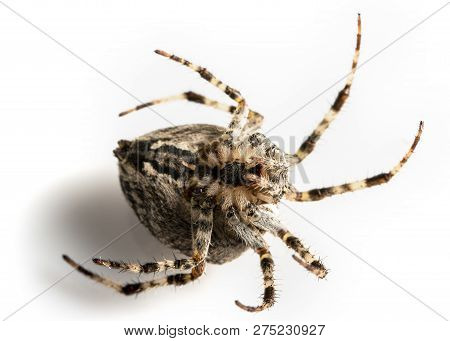 Araneidae Garden Spider On The Black Background Close Up