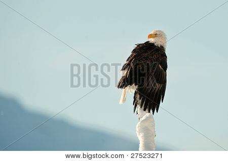 Orel bělohlavý (haliaeetus Leucocephalus)