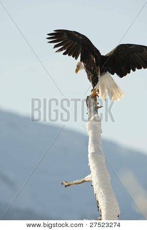 Orel bělohlavý (haliaeetus Leucocephalus)