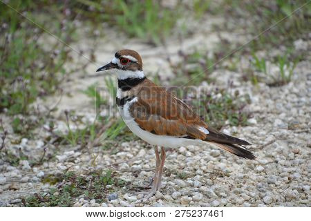 The Killdeer Is A Large Plover Found In The Americas