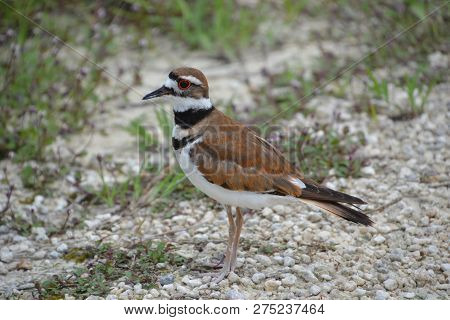 The Killdeer Is A Large Plover Found In The Americas