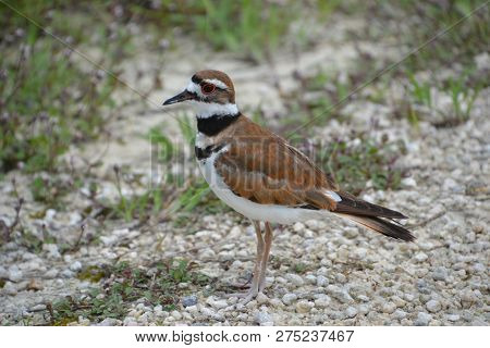 The Killdeer Is A Large Plover Found In The Americas