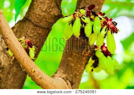 Bilimbi Is A Fruit Bearing Tree, It Is A Relative Carambola