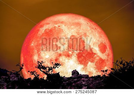 Blood Moon Back Over Plant And Tree On Cliff Night Sky