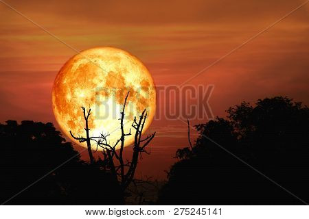 Full Blood Moon Back Over Silhouette Branch Tree In Field On Evening Sky