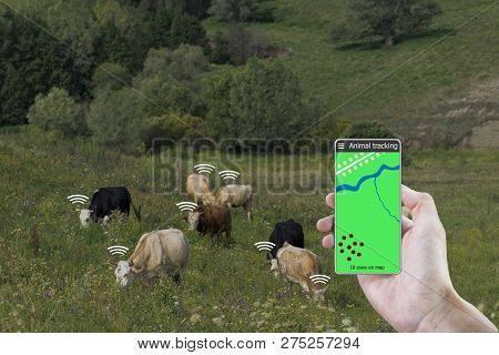 With The Help Of A Smartphone And A Sensor On The Cow Determine The Location Of The Cow. Smart Farmi
