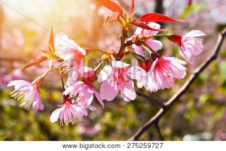 wild himalayan cherry blooming/ pink tree of cherry blossom or sakura flower - wild himalayan cherry blooming on hill in winter at Phu Lom Lo Loei and Phitsanulok of Thailand