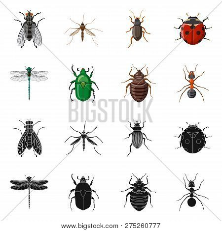 Vector Design Of Insect And Fly Icon. Set Of Insect And Element Vector Icon For Stock.