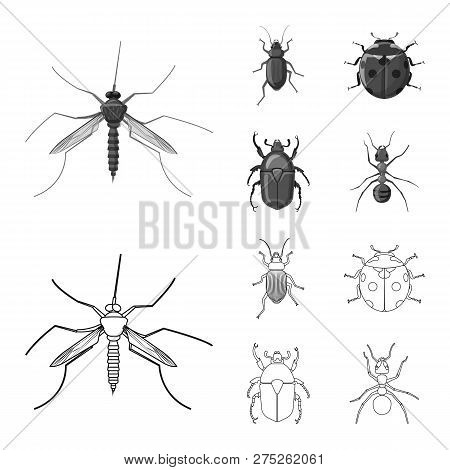 Vector Illustration Of Insect And Fly Sign. Collection Of Insect And Element Stock Vector Illustrati
